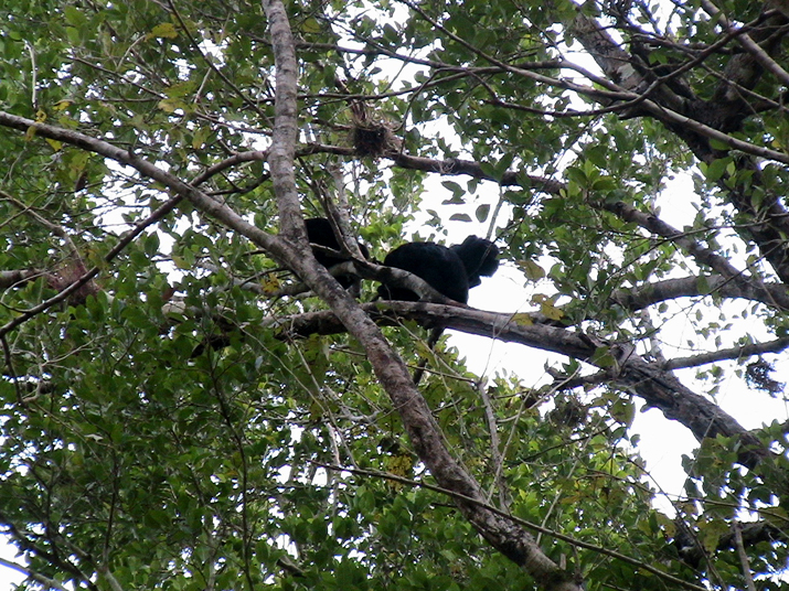 0704 calakmul 05.jpg